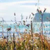 A Limited Edition fine art print of beach grasses by New Zealand artist Jane Galloway, available at The Little Gallery Whangamata
